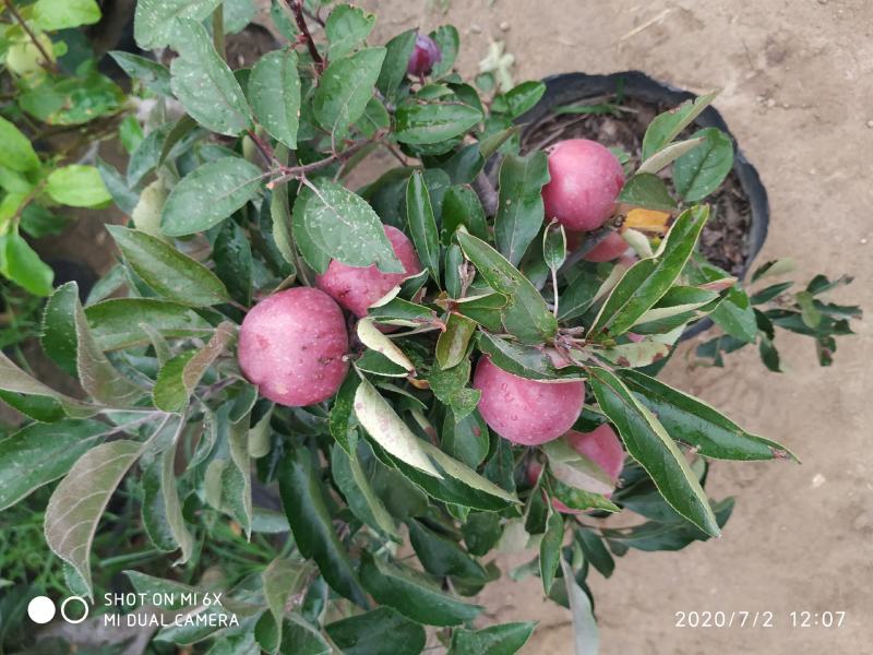 自家苗圃常年供应贵人果苹果树盆栽当年挂果品种纯正