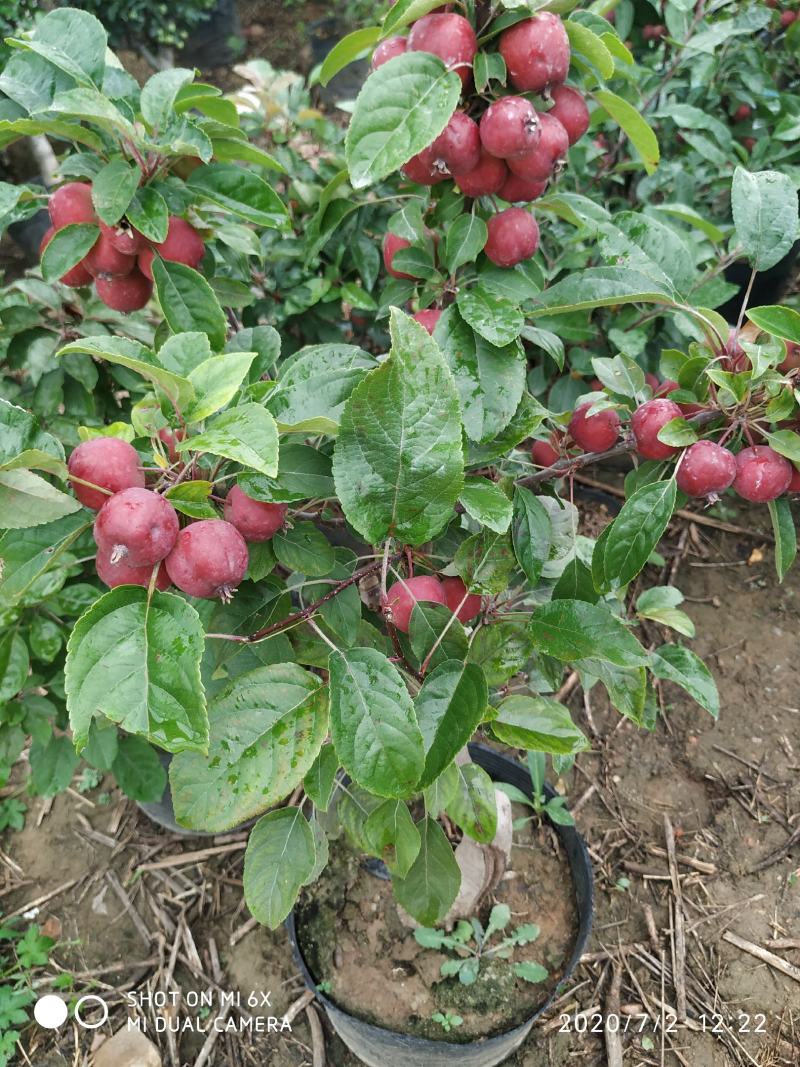自家苗圃常年供应贵人果苹果树盆栽当年挂果品种纯正