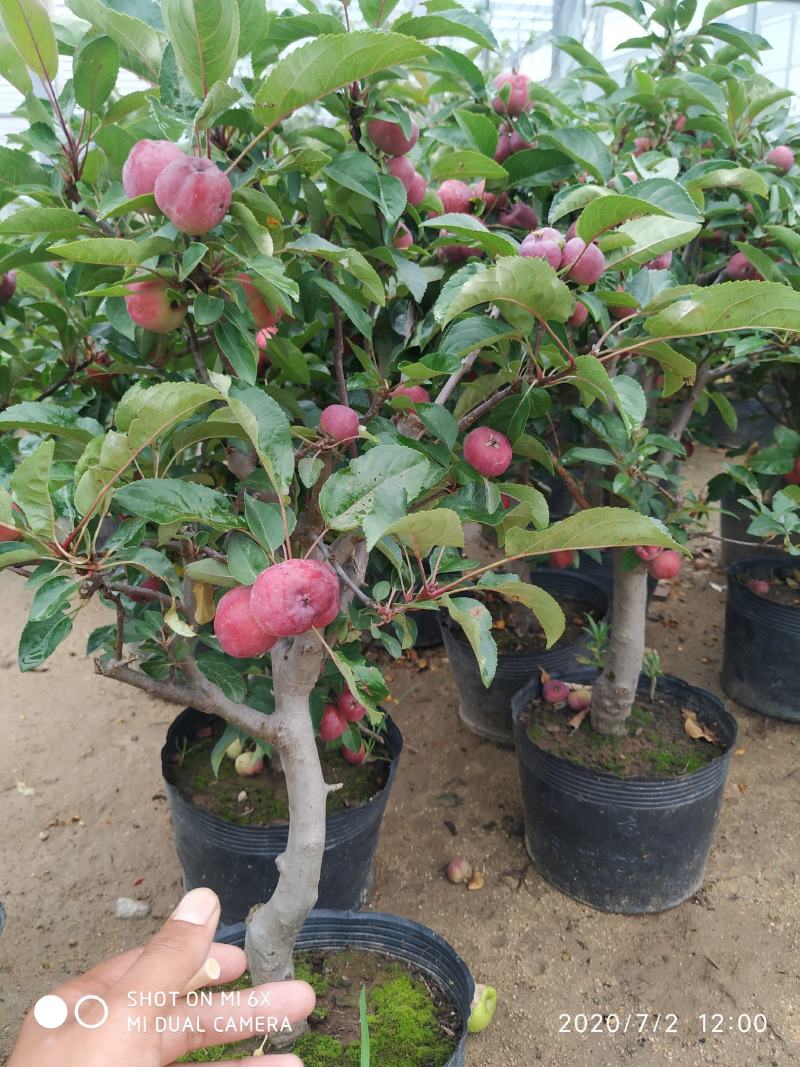 自家苗圃常年供应贵人果苹果树盆栽当年挂果品种纯正