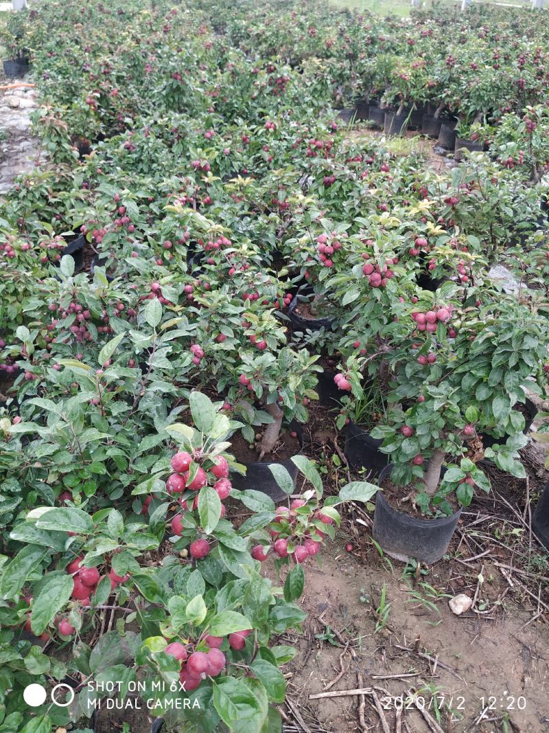 自家苗圃常年供应贵人果苹果树盆栽当年挂果品种纯正