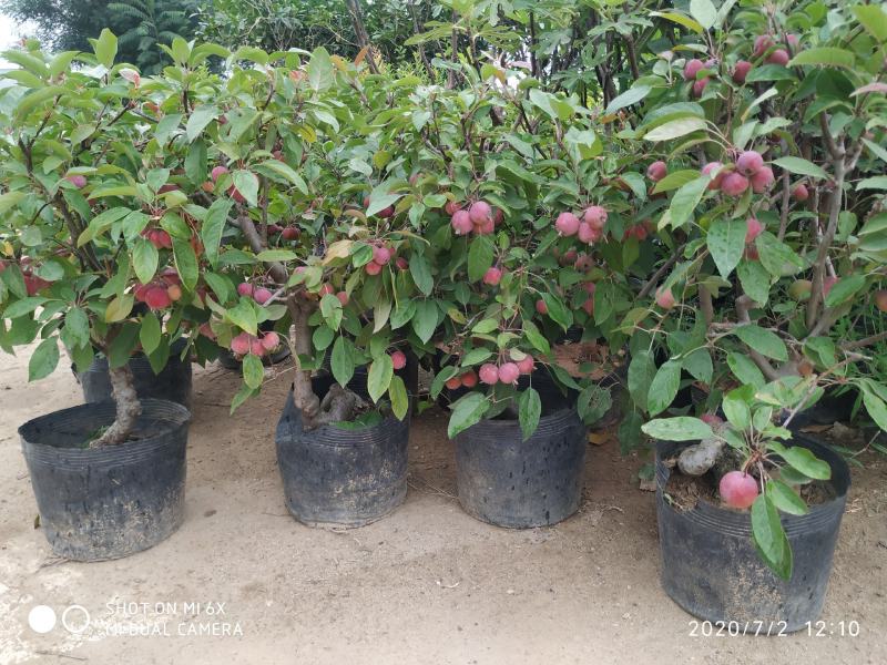 自家苗圃常年供应贵人果苹果树盆栽当年挂果品种纯正
