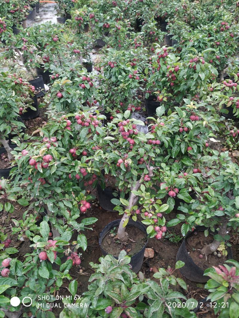 自家苗圃常年供应贵人果苹果树盆栽当年挂果品种纯正
