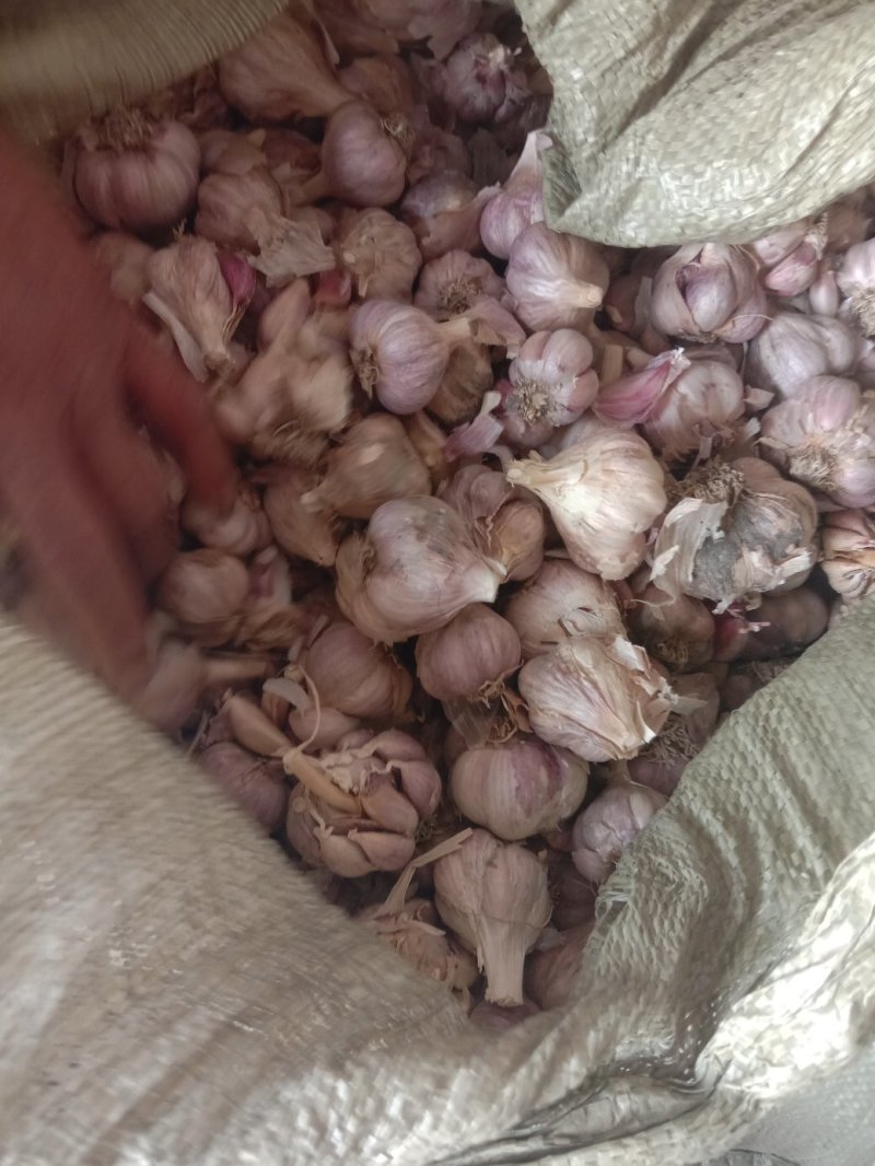 大蒜纯干的产地直销质量好价格便宜需要的老板联系