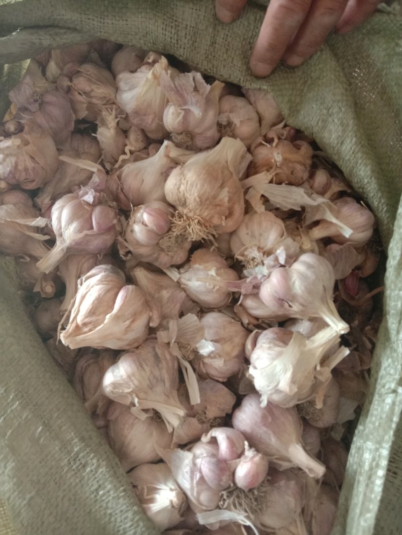 大蒜纯干的产地直销质量好价格便宜需要的老板联系
