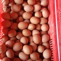 河南土鸡蛋红蛋全国发货无腥味无激素无抗生素60~75g
