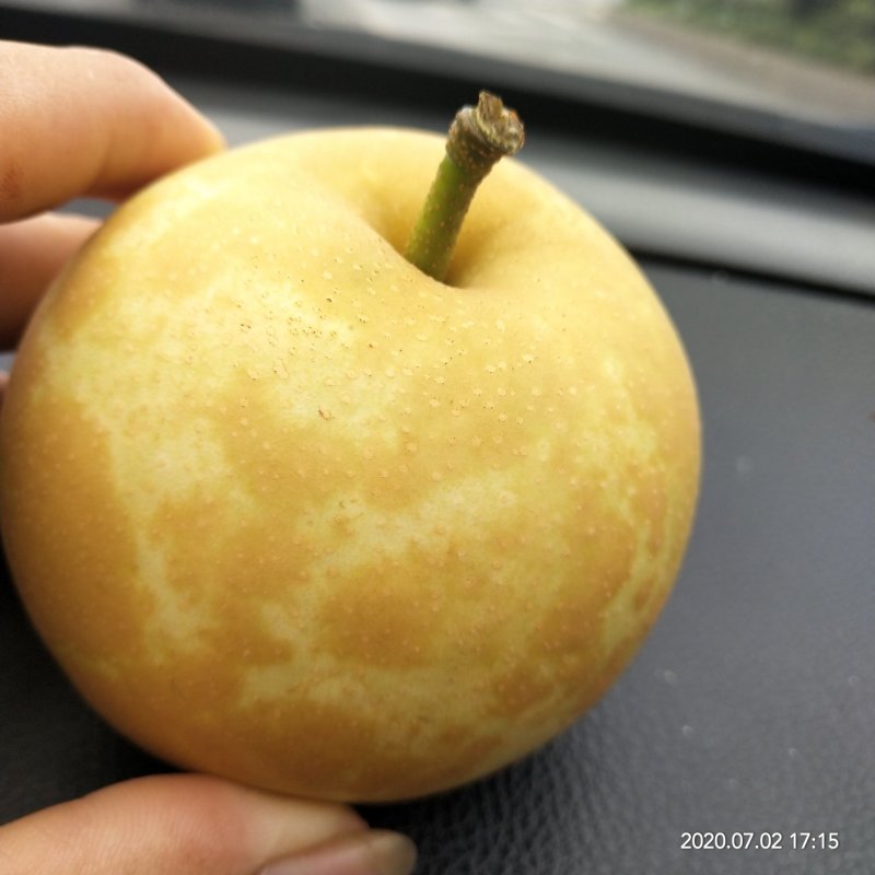 翠香梨