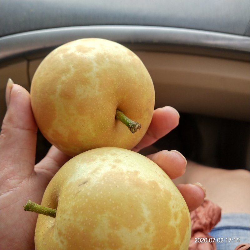 翠香梨