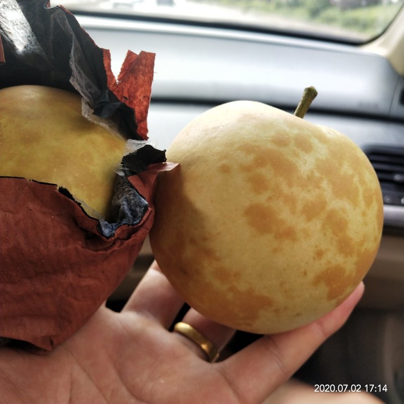 翠香梨