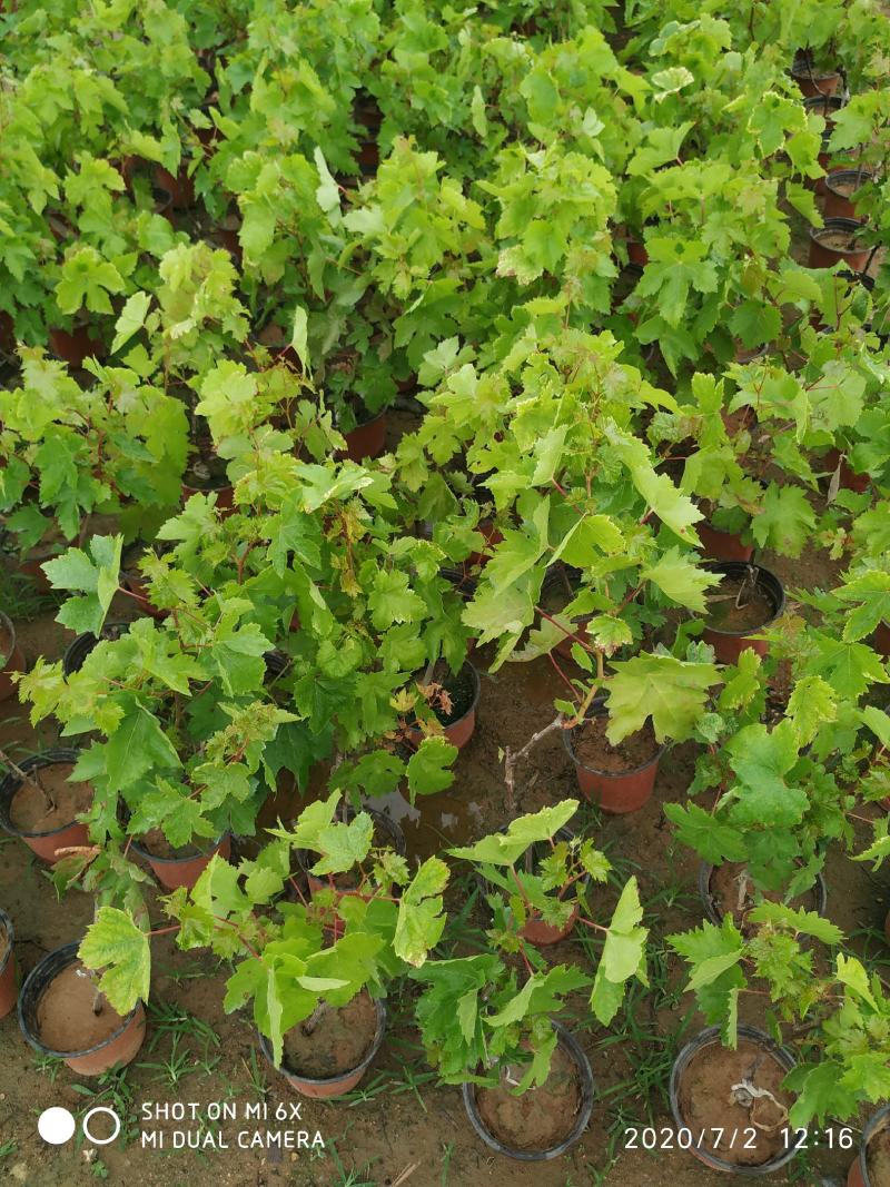 苗圃直销蓝宝石巨峰葡萄苗盆栽地栽苗品种纯正包存活量大从优