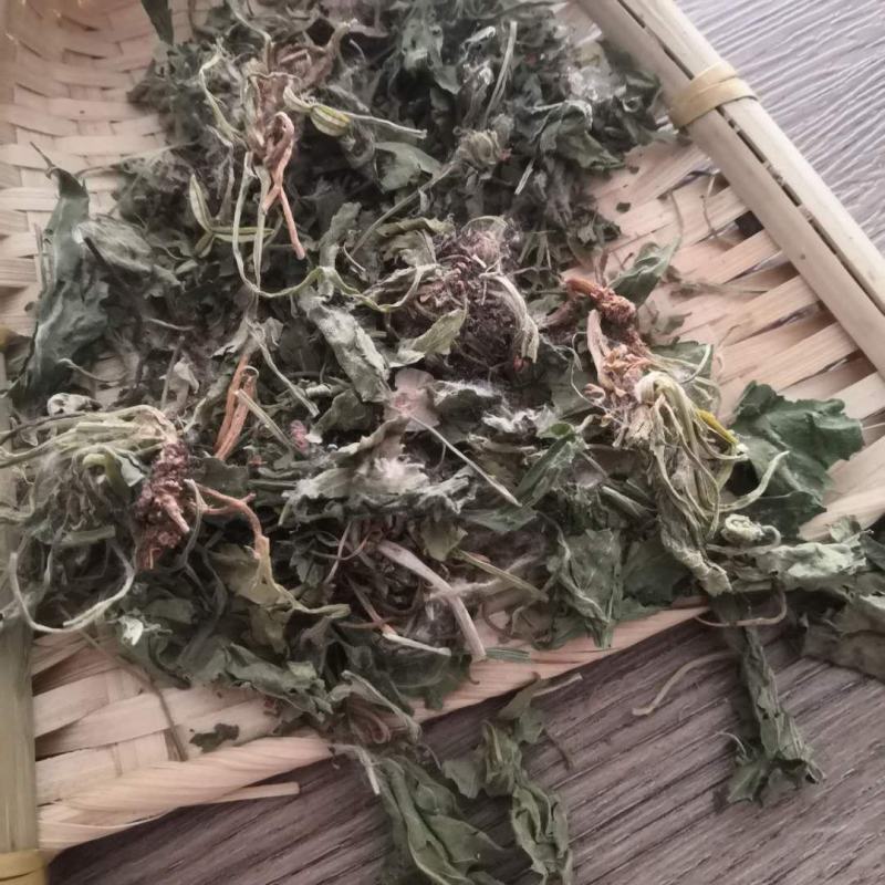紫花地丁中药材批发紫花地丁
