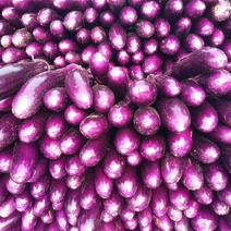 河南焦作紫长茄、紫棒茄、广茄、电商、加工厂长茄上市供应中