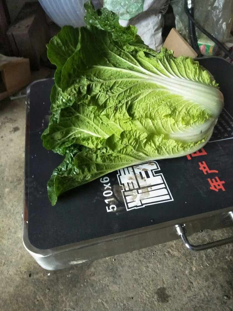 大白菜湖北襄阳保康产地直供，一手货源，质量好。