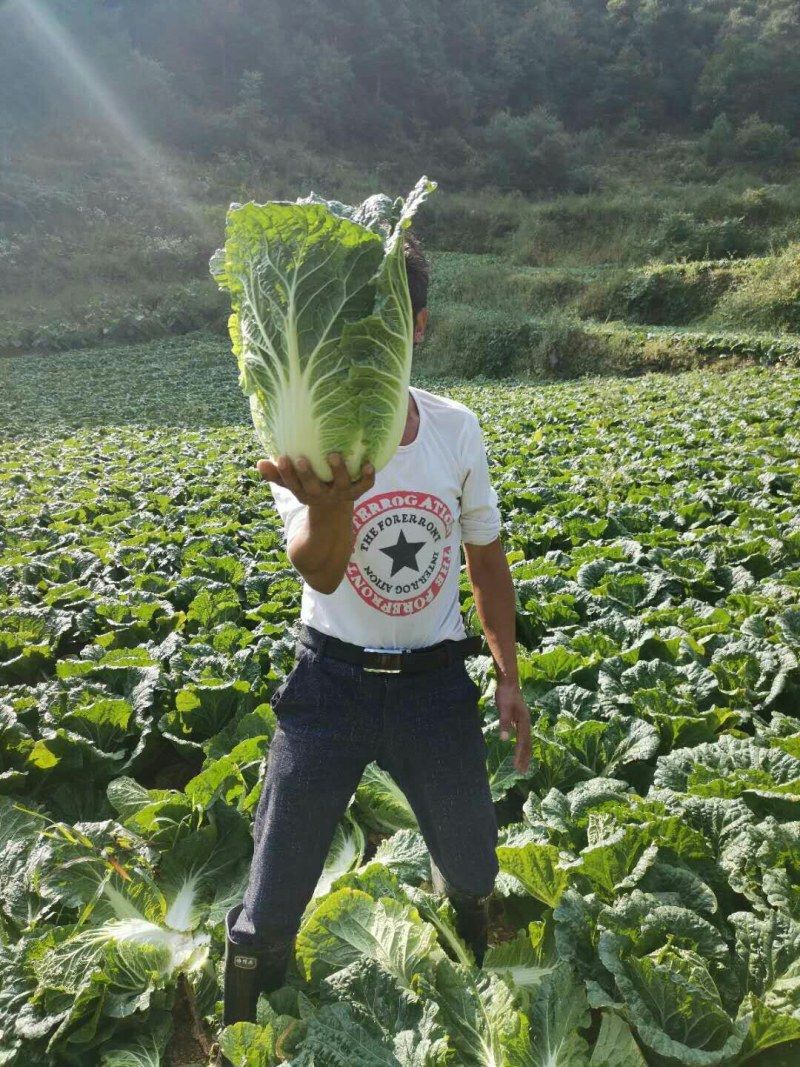 大白菜湖北襄阳保康产地直供，一手货源，质量好。