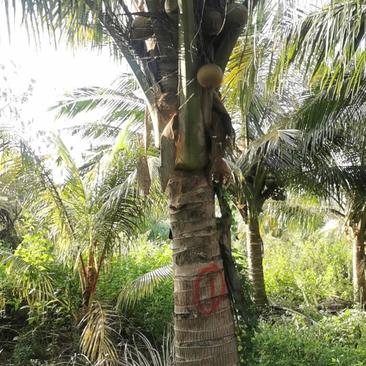 椰子树。承接绿化工程。