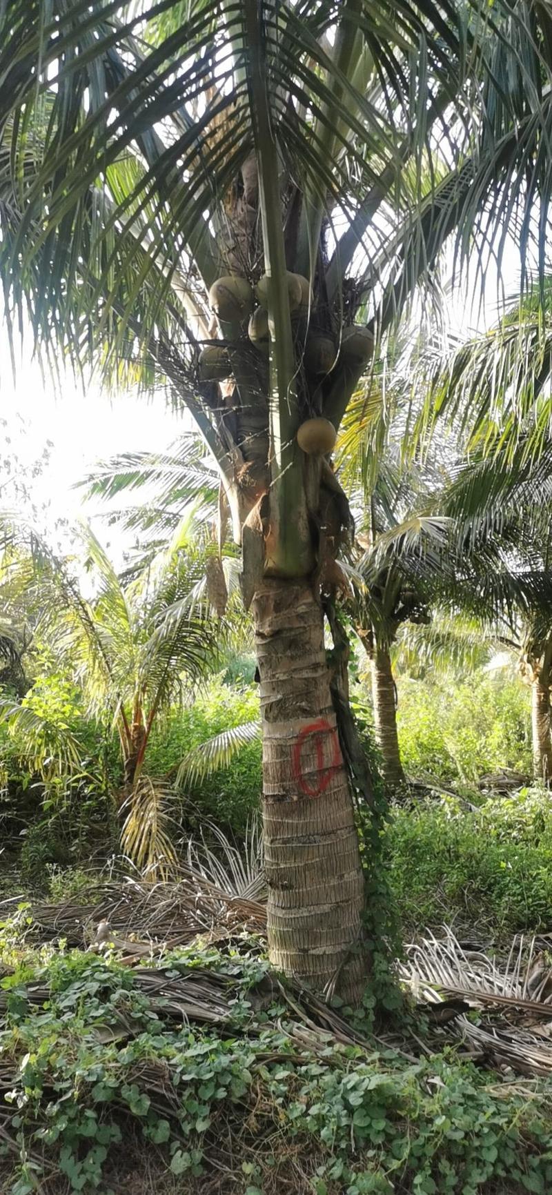 椰子树。承接绿化工程。
