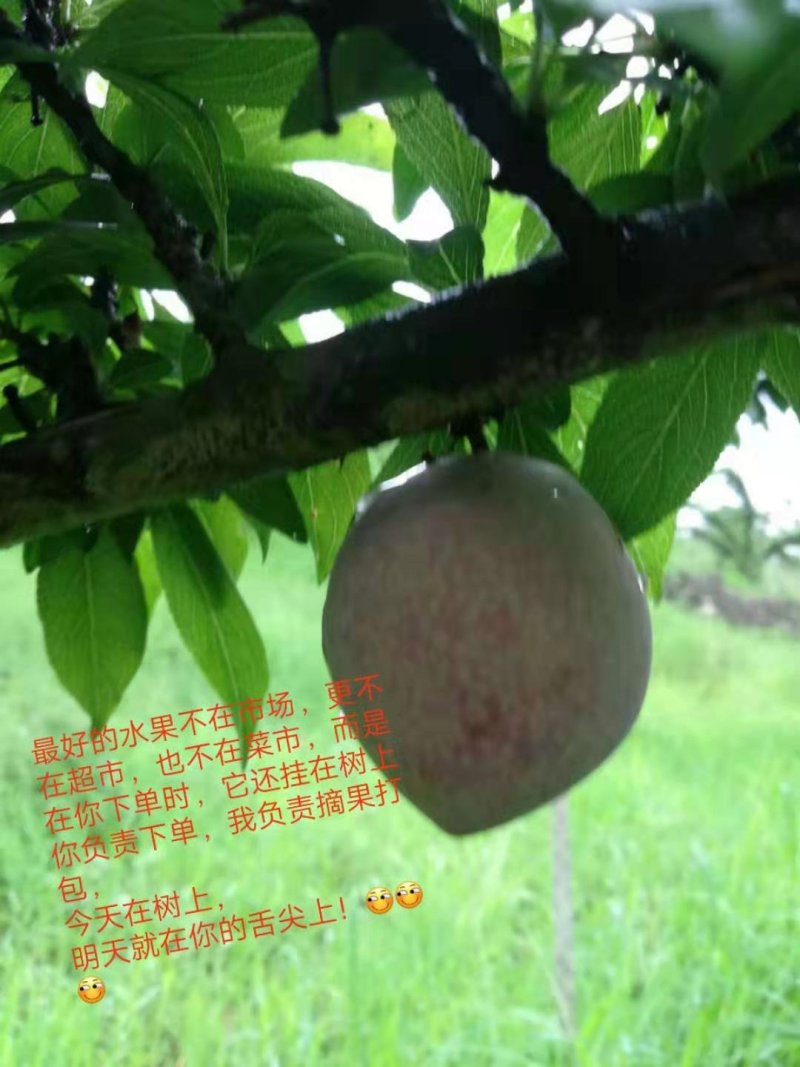 江南名果桃形李