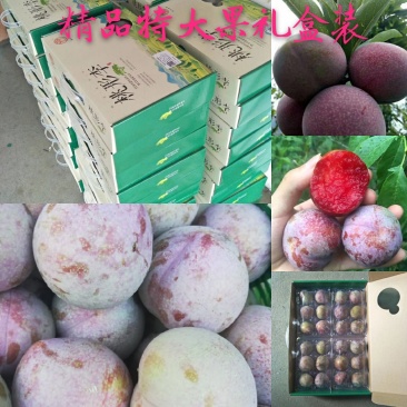 江南名果桃形李