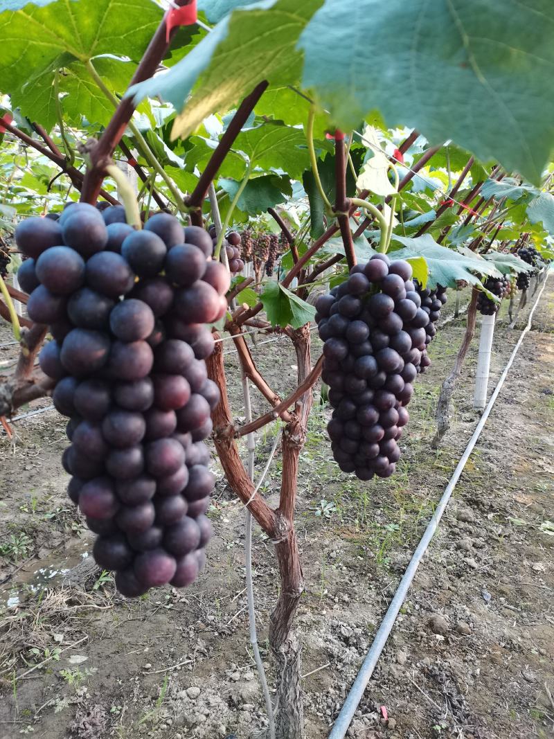夏黑葡萄