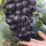 🔥无籽巨峰葡萄🍇子等你哦😄