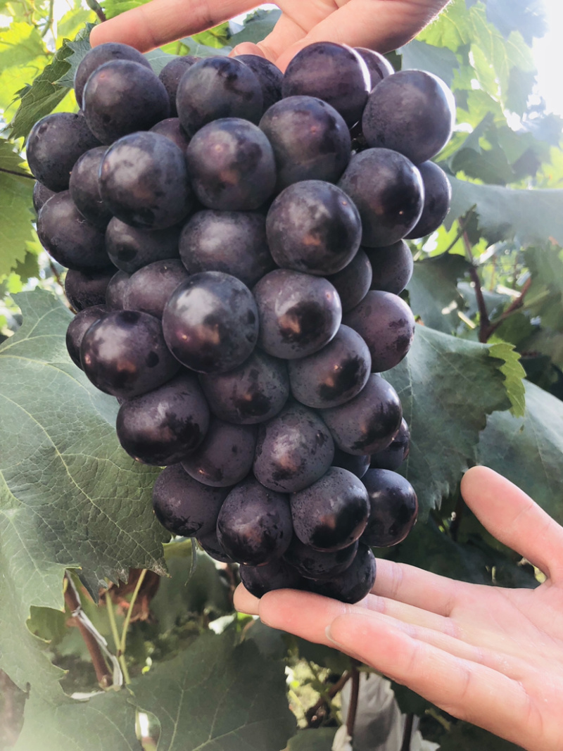 🔥无籽巨峰葡萄🍇子等你哦😄