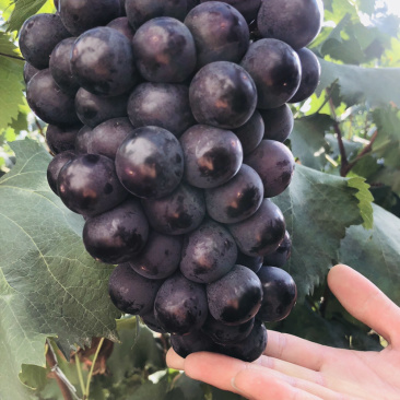🔥飓风葡萄🍇巨峰🔥夏黑葡萄🍇一手货源