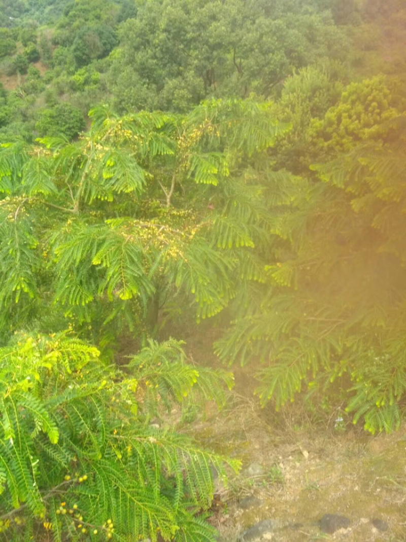 广东汕头精品高山油柑已经出产，支持电商微商线上合作
