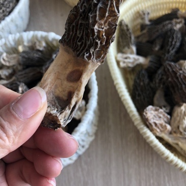 中亚野生羊肚菌代收代发可拿样100g/袋预售中可谈价