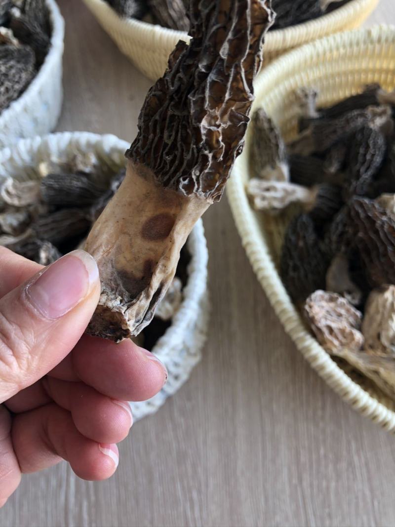 中亚野生羊肚菌代收代发可拿样100g/袋预售中可谈价