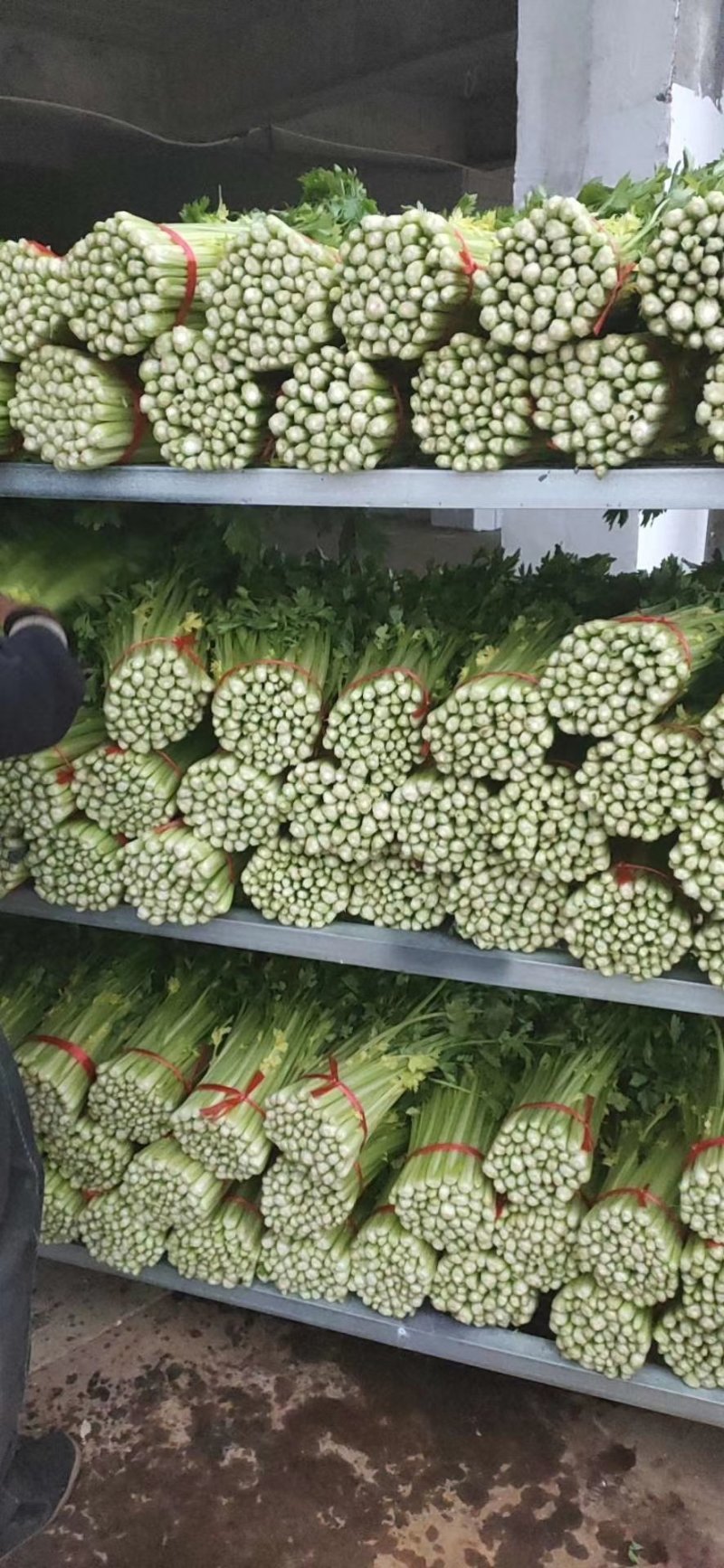 毛芹