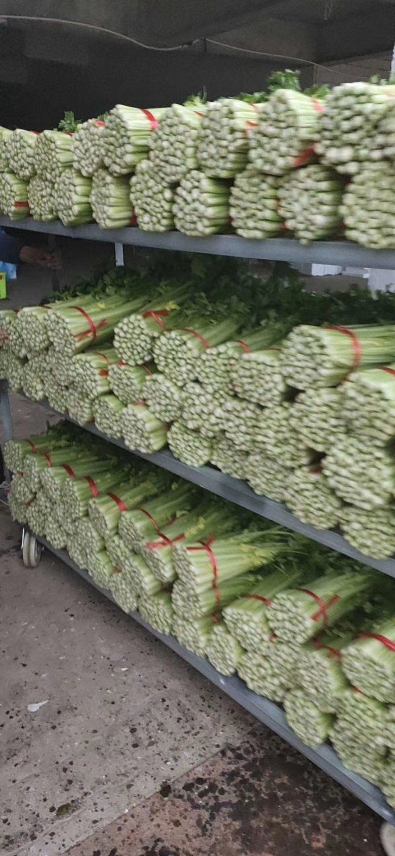 毛芹