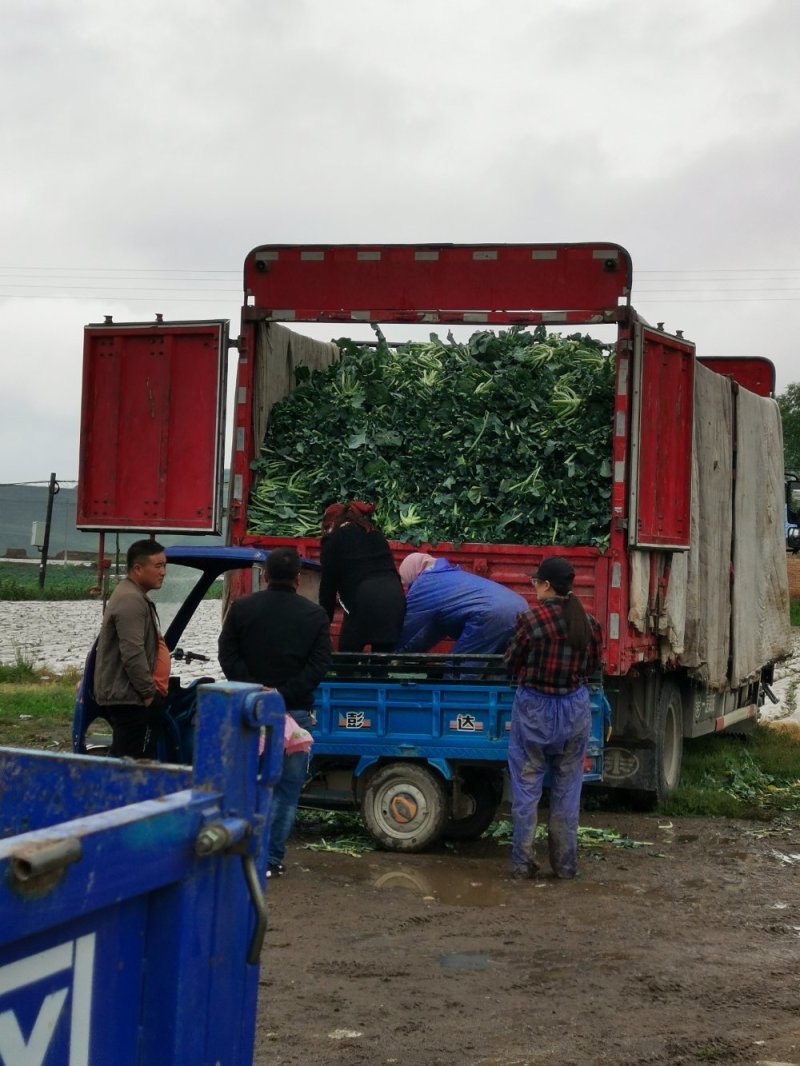 兰州高原夏菜西兰花大量上市中，产地直供，一手货源，视屏看