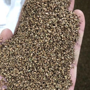 护坡种子护坡种子宽叶黑麦草夏季耐热品种子