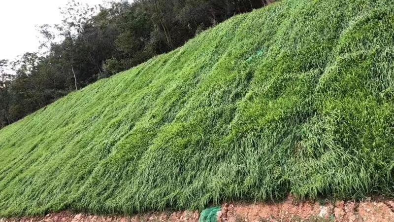 护坡种子护坡种子宽叶黑麦草夏季耐热品种子