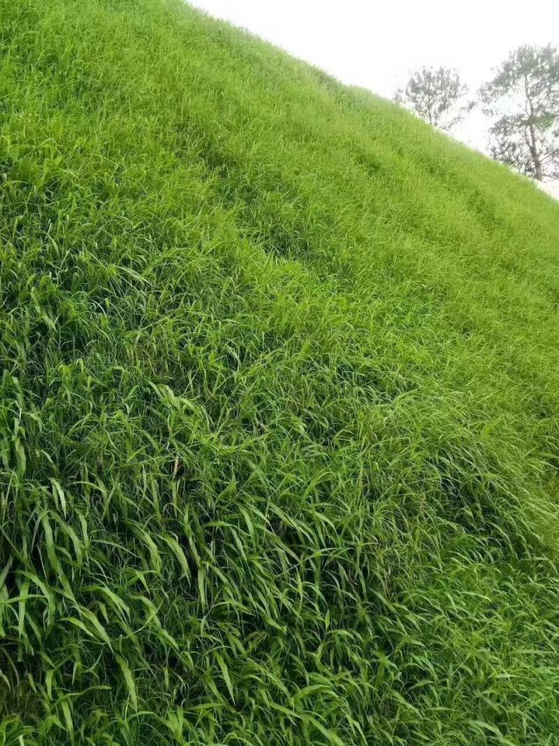护坡种子护坡种子宽叶黑麦草夏季耐热品种子