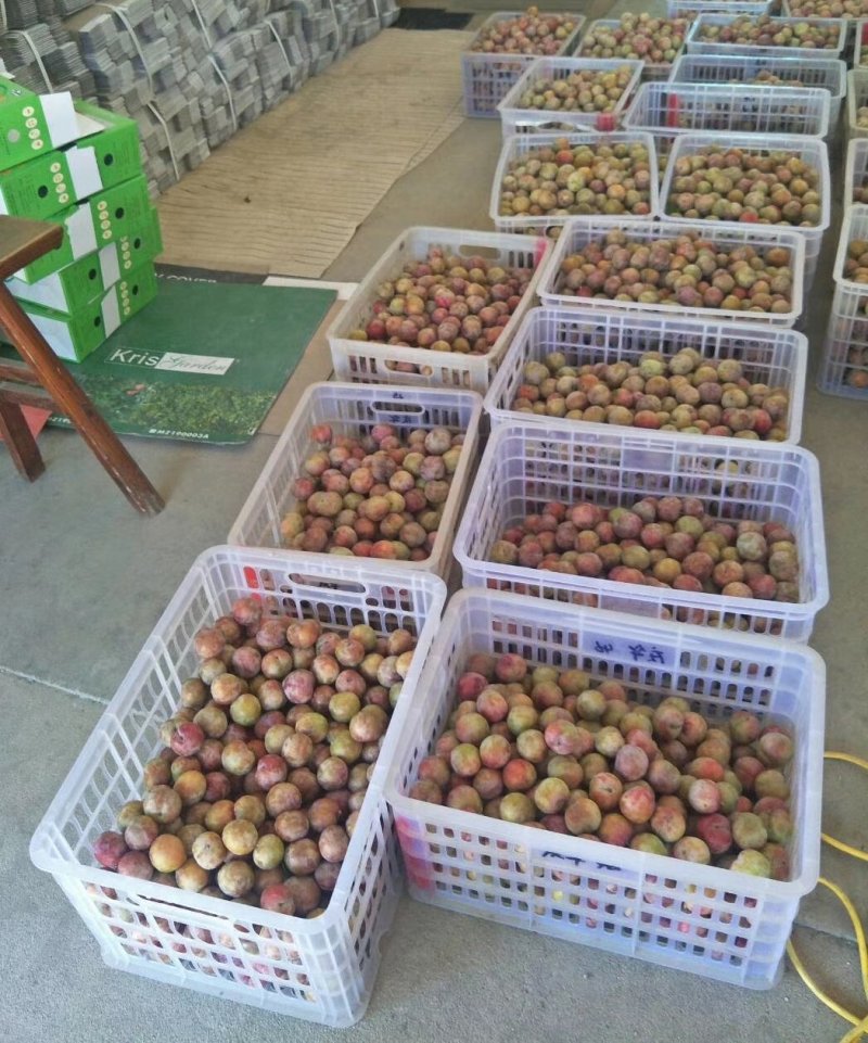 嵊州金庭江南名果桃形李