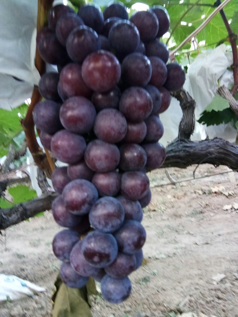 夏黑葡萄