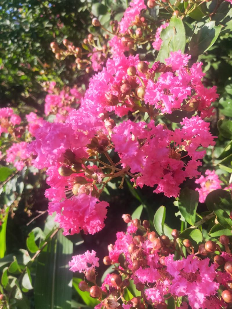 紫金花可以入药可以盆载