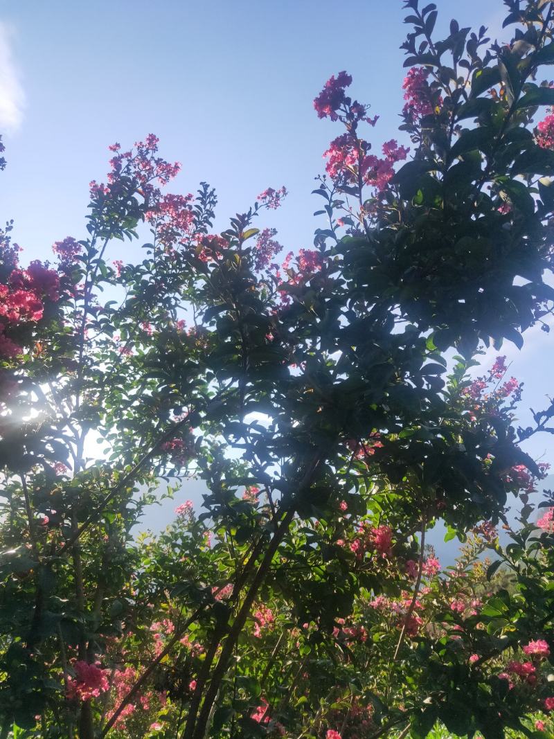 紫金花可以入药可以盆载
