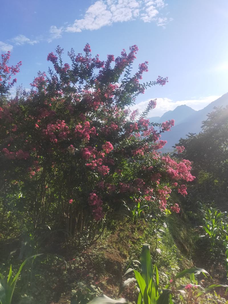 紫金花可以入药可以盆载