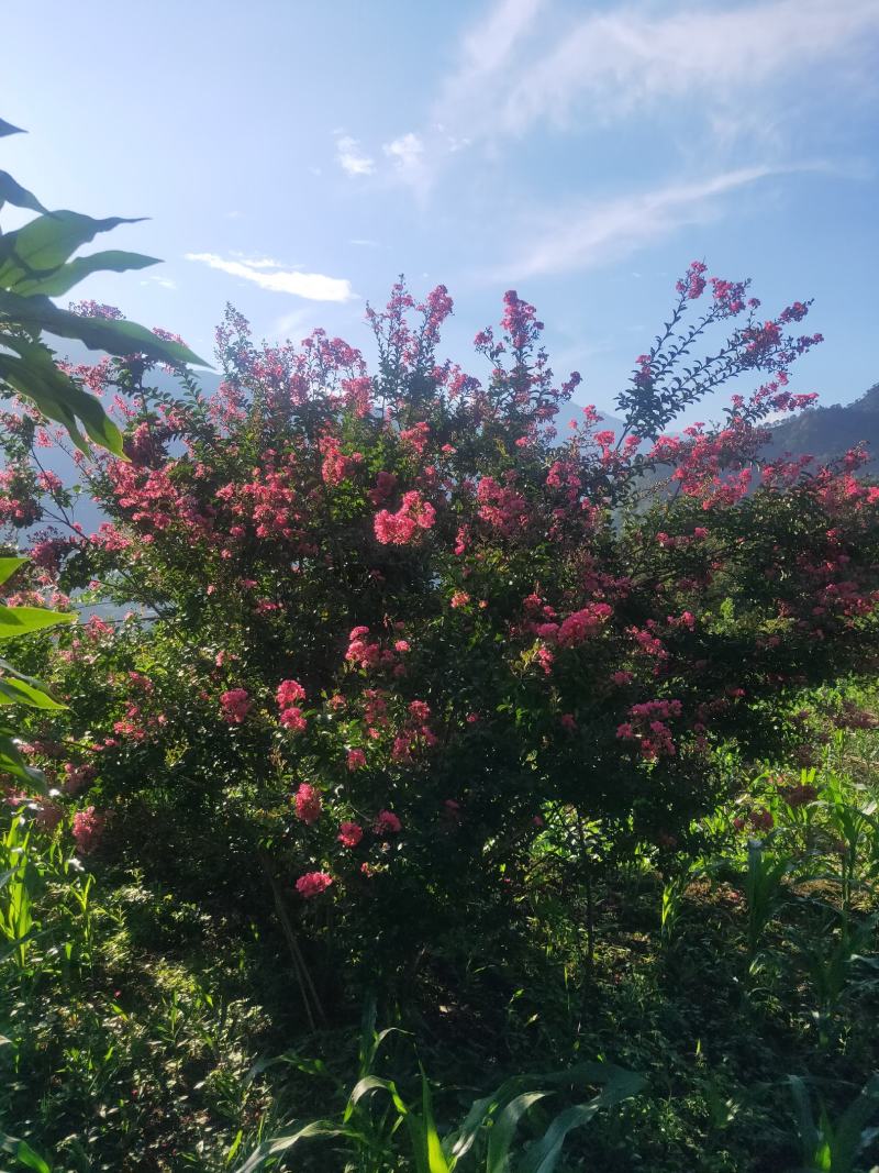 紫金花可以入药可以盆载