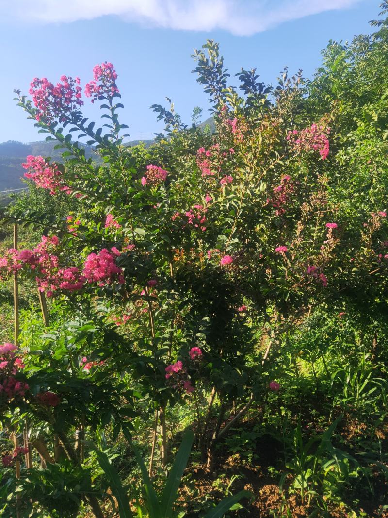 紫金花可以入药可以盆载