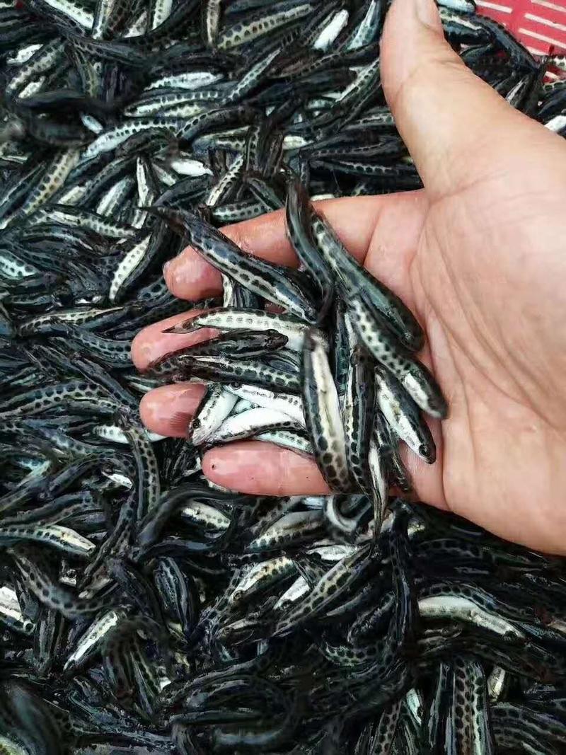 杂交快大种黑鱼苗渔场直销一手货源免费提供养殖技术！