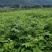 罗城县基地大量批发江西中花吴茱萸扦插苗健康大苗60公分以