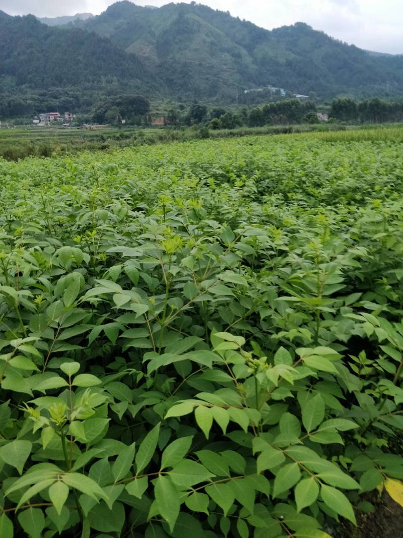 罗城县基地大量批发江西中花吴茱萸扦插苗健康大苗60公分以