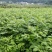 罗城县基地大量批发江西中花吴茱萸扦插苗健康大苗60公分以