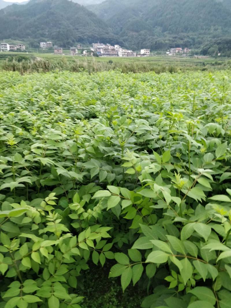罗城县基地大量批发江西中花吴茱萸扦插苗健康大苗60公分以