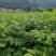 罗城县基地大量批发江西中花吴茱萸扦插苗健康大苗60公分以