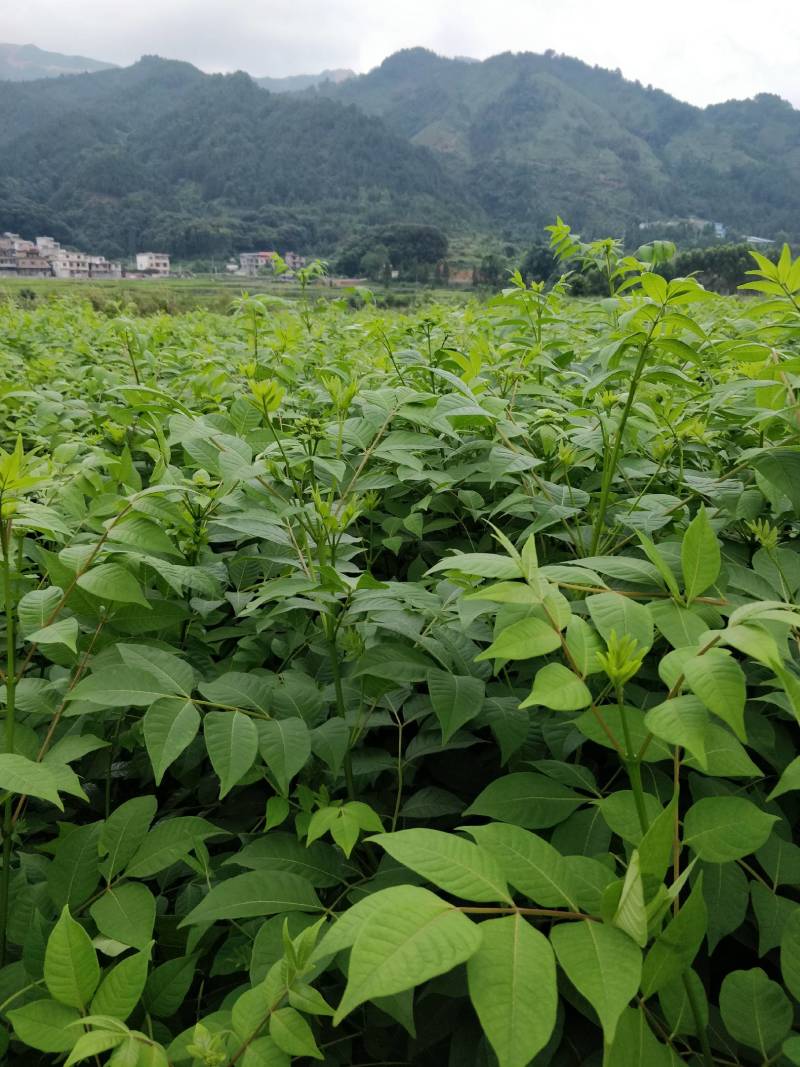 罗城县基地大量批发江西中花吴茱萸扦插苗健康大苗60公分以