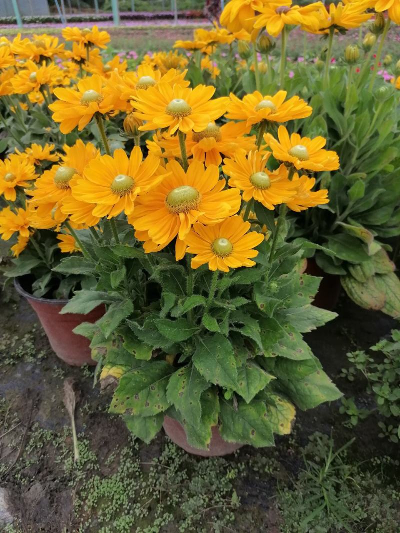 自家苗圃供应金光菊金光菊又名黄菊一手货源