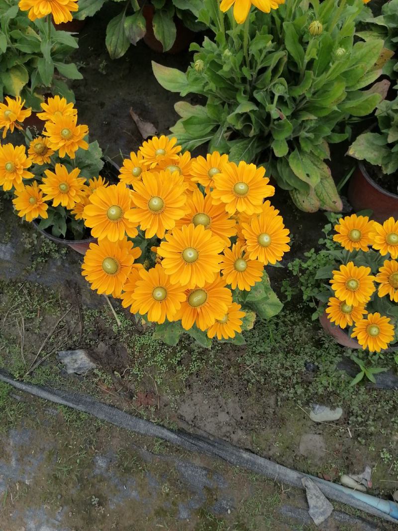 自家苗圃供应金光菊金光菊又名黄菊一手货源